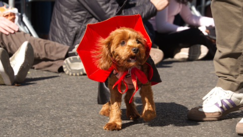 Pet brands and retailers tap into the Halloween spending spree