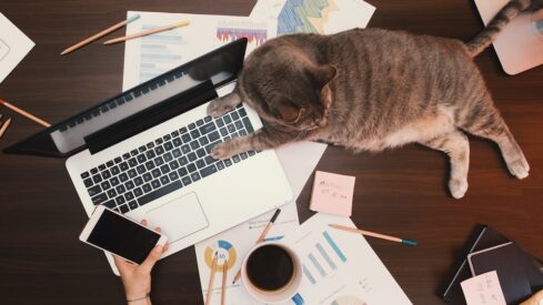 Inflation snapshot: Pet product inflation cools in most major economies