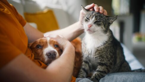 UK pet parents face rising unexpected costs but stay committed to care, study finds