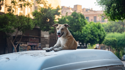 Africa snapshot: ownership rates, feeding habits and market trends