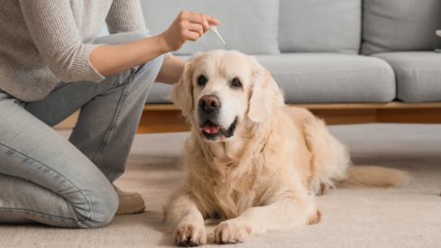 UK considers limiting access to flea and tick products over environmental impact