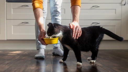 Health-driven labels gain ground in Italy’s evolving pet food landscape