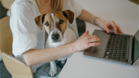 Data: Pet-friendly work policies are changing career decisions in Europe