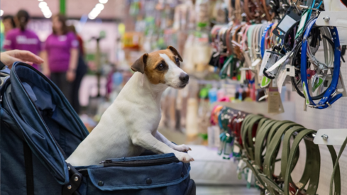 Pet retailers push store expansion into regional markets across Europe and North America