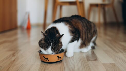 Market performance (II): Spain posts strong growth in pet food among European markets