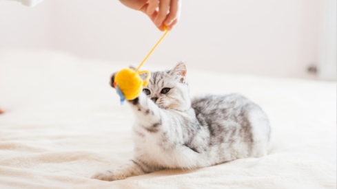 Pet sitting businesses report revenue growth in North America