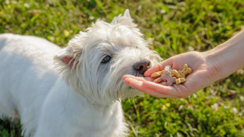Postbiotics move beyond gut and digestive health